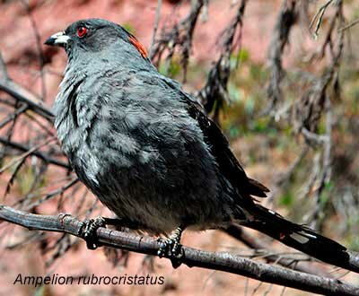 bird watching