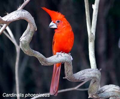 bird watching